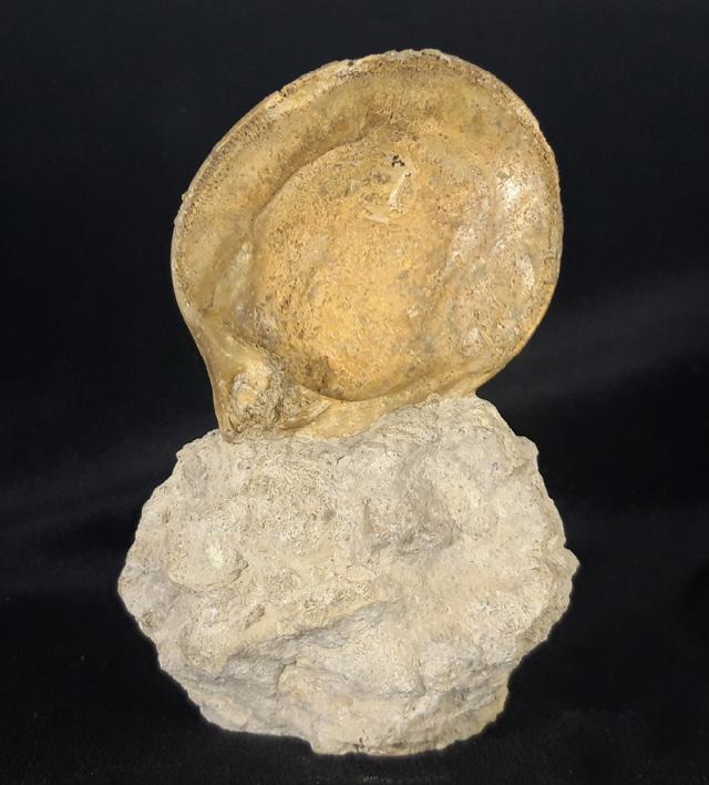 Neocrassina obliqua (LAMARCK 1819) - Bild &copy; FossNet FossilienStore